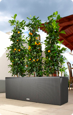 Citrus en LECHUZA TRIO