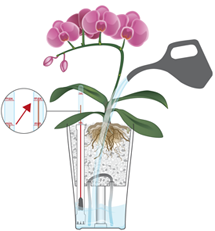 Arrosage d'orchidées en LECHUZA