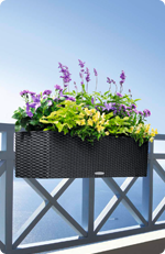 Fleurs de balcon en LECHUZA BALCONERA
