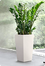 Zamilculcas en pots LECHUZA